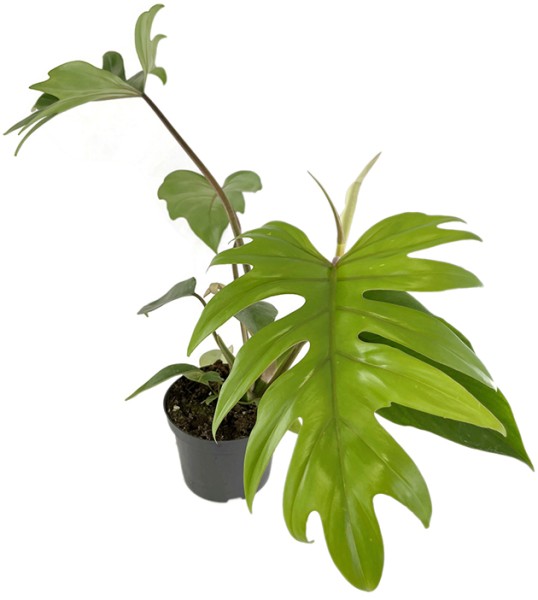 Philodendron 'Mayoi' - traumhafter Baumfreund