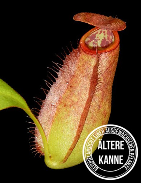 Nepenthes bokorensis BE-4518
