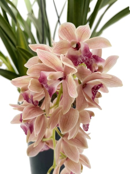 Cymbidium Cascade 'Springwind' - Orchidee