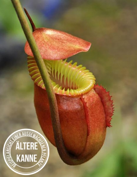 Nepenthes villosa BE-3225