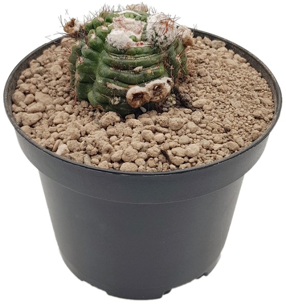 Notocactus uebelmannianus monstrosus - Kaktus