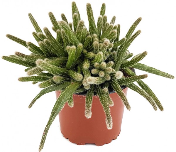 Rhipsalis baccifera ssp. horrida Binsenkaktus kaktus sukkulente hängende zimmerpflanze exotisch