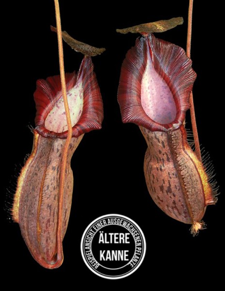Nepenthes spathulata x spectabilis cv. "Helen" BE-4528