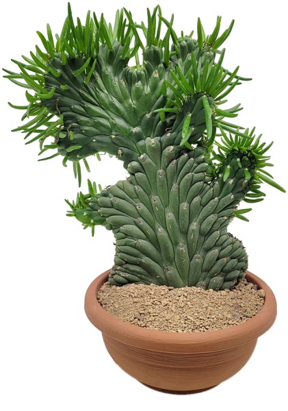 Opuntia subulata 'Crestata' - exotischer Kaktus