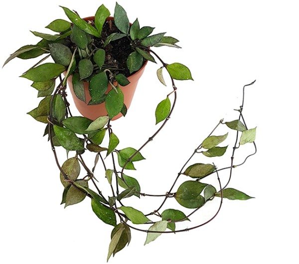 Hoya krohniana ‘Black Leaves’ - Porzellanblume