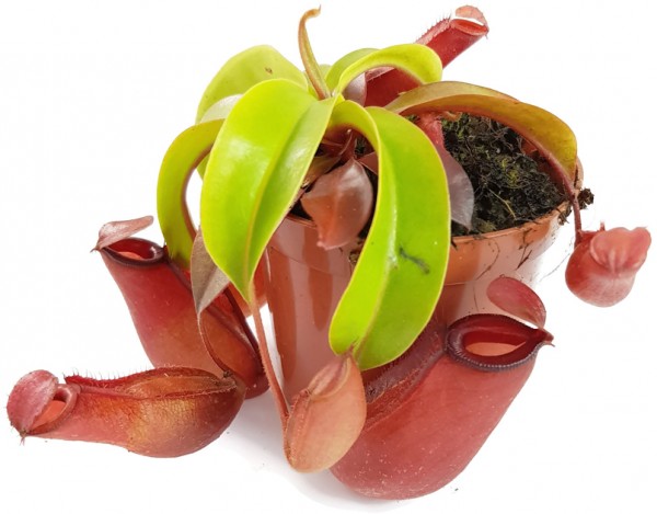 Nepenthes Bloody Mary blutrote Kannenpflanze