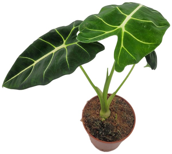 Alocasia frydek - stilvolle Grünpflanze