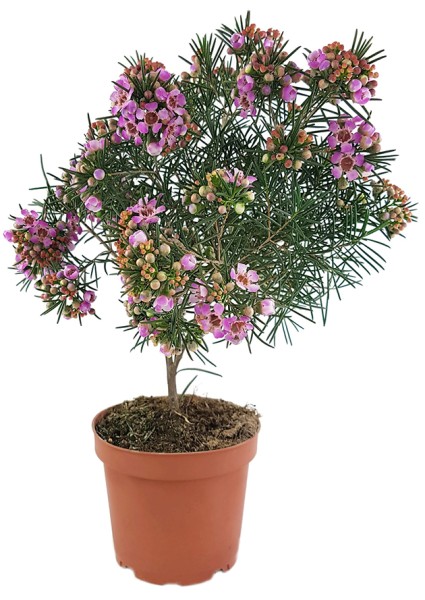 Chamelaucium uncinatum - australische Wachsblume