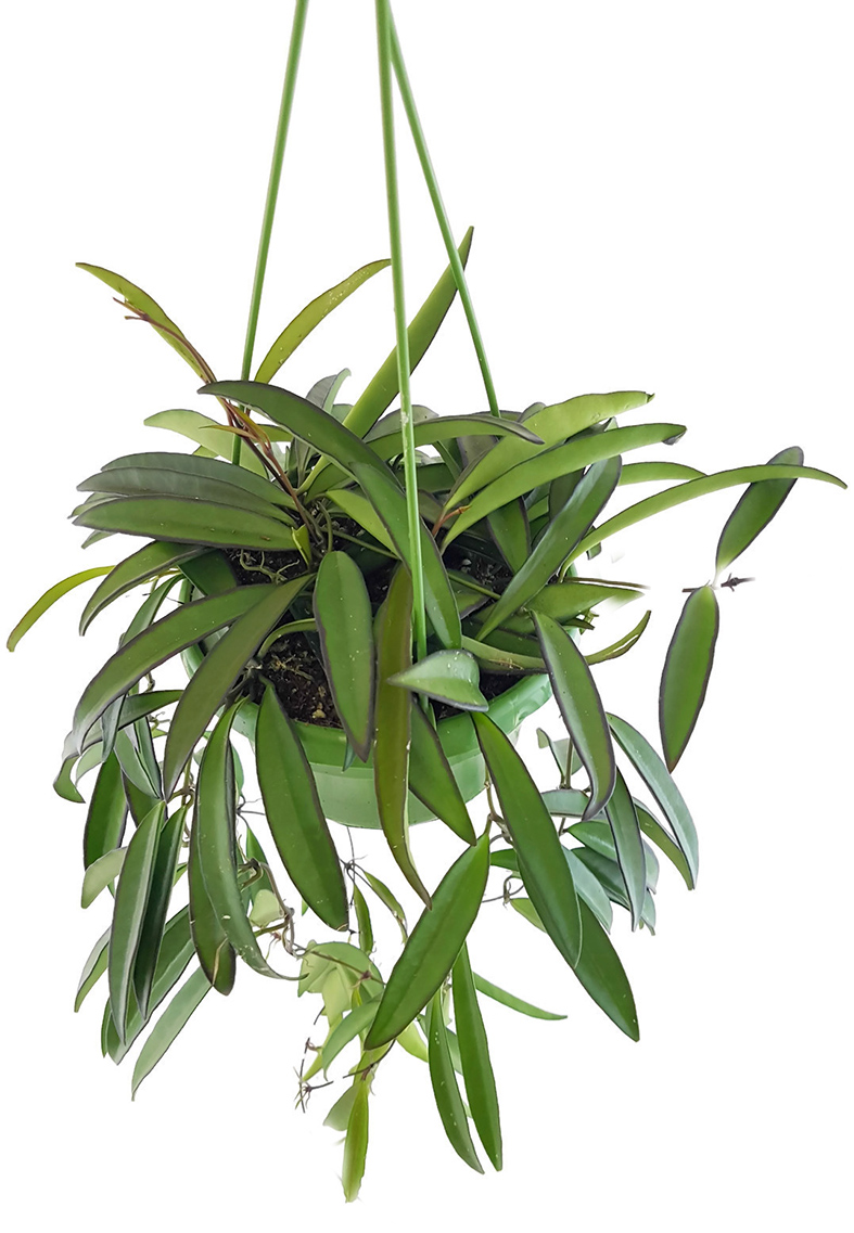 Hoya wayetii Porzellanblume Hängepflanze Ampelpflanze Wachsblume Gross 