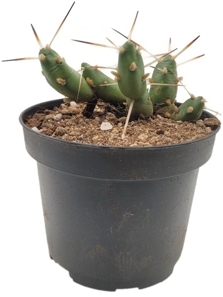 Maihueniopsis molfin - Kaktus