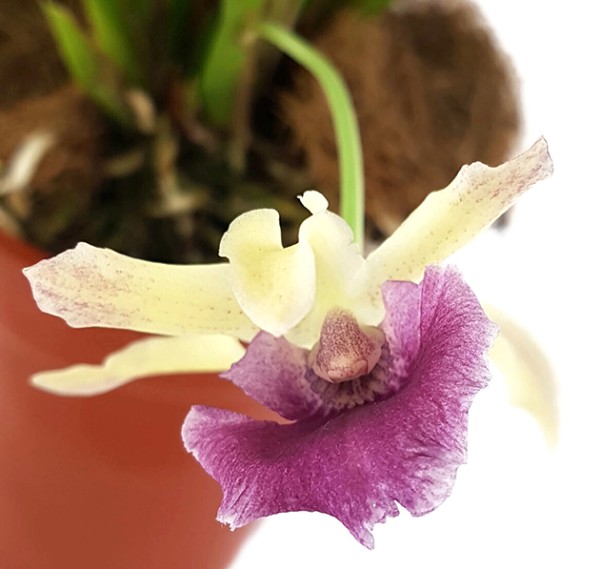 Pescoranthes Goldberg - creme-violette Orchidee