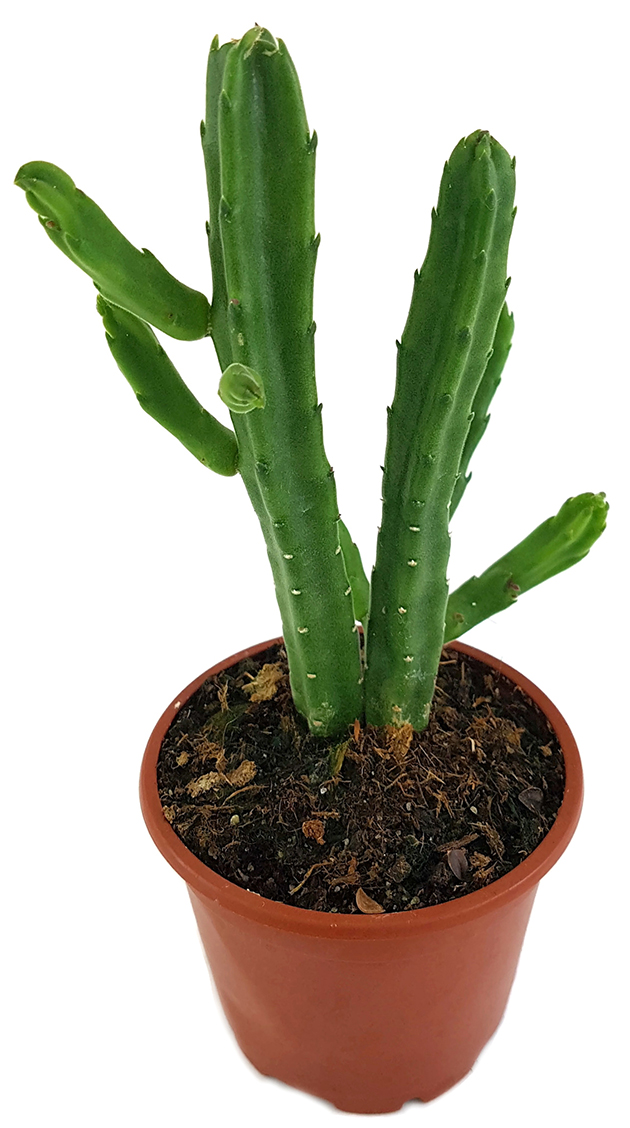 Stapelia leendertziae exotische & pflegeleichte Zimmerpflanze Fangblatt Aasblume im Ø 9 cm Topf 