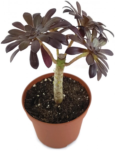 Aeonium arboreum var. atropurpureum - Rosetten Dickblatt