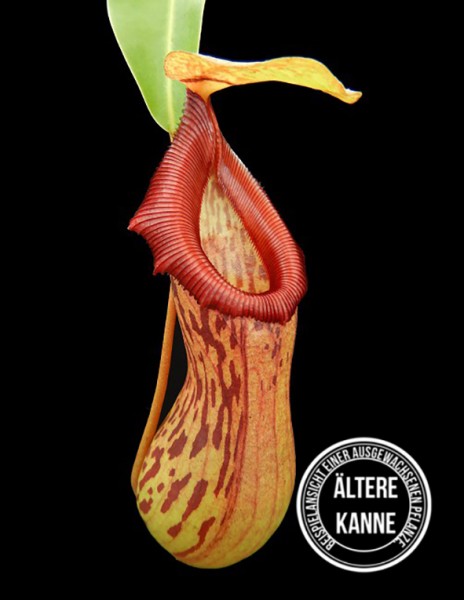 Nepenthes burkei "Mt. Halcon" BE-4527