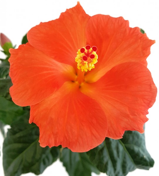 Hibiscus "Orange Glow" - Hawaii Hibiskus