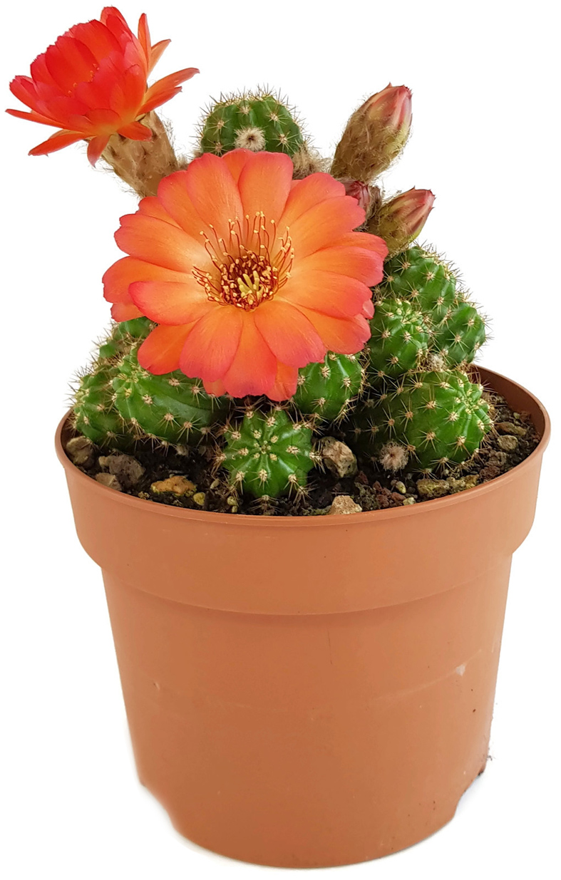pflegeleichte Sukkulente Chamaelobivia Hybride Kaktus mit wundervollen Blüten Orange Fangblatt besondere Zimmerpflanze 