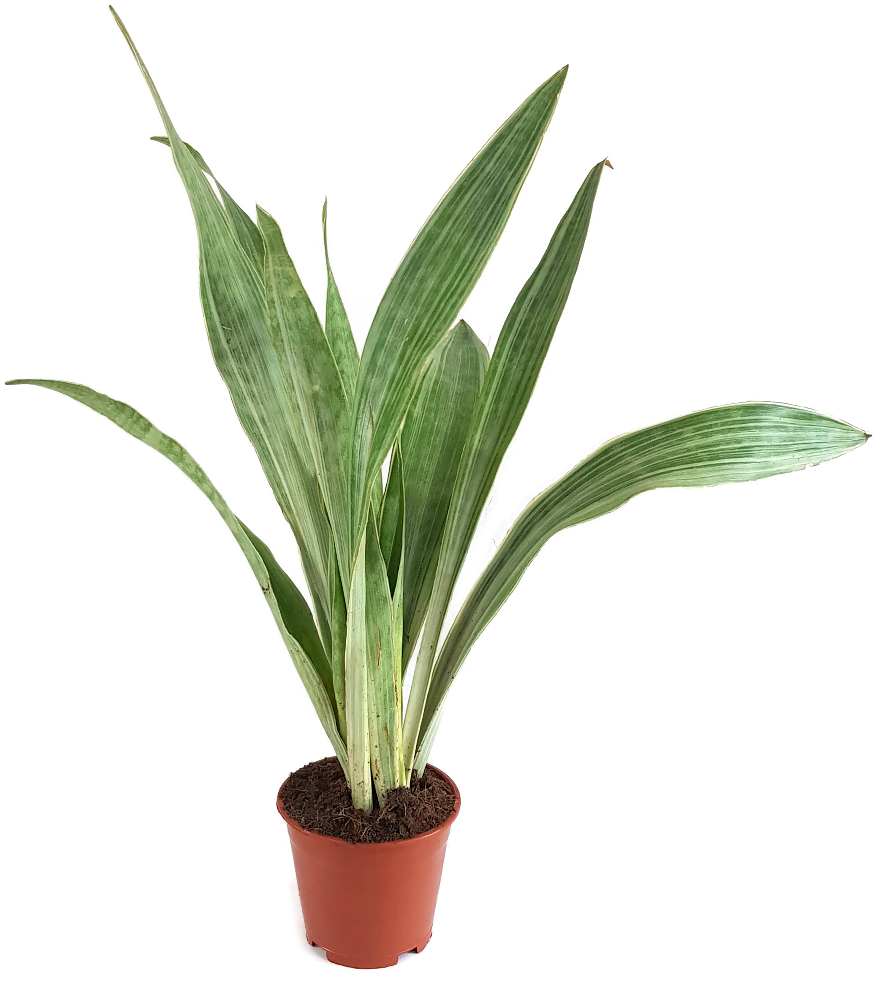 Fangblatt robuste Zimmerpflanze luftreinigende Grünpflanze mit exquisiter Färbung Sansevieria Metallica perfekt für das Büro/Praxis 