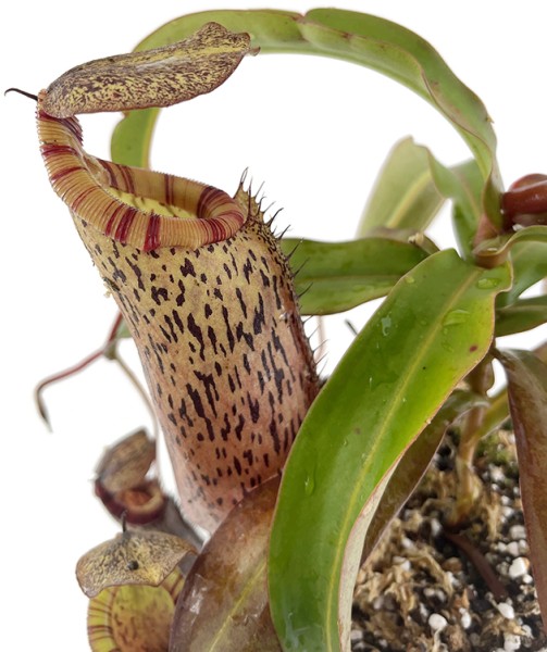 Nepenthes spectabilis x ventricosa BE-3745