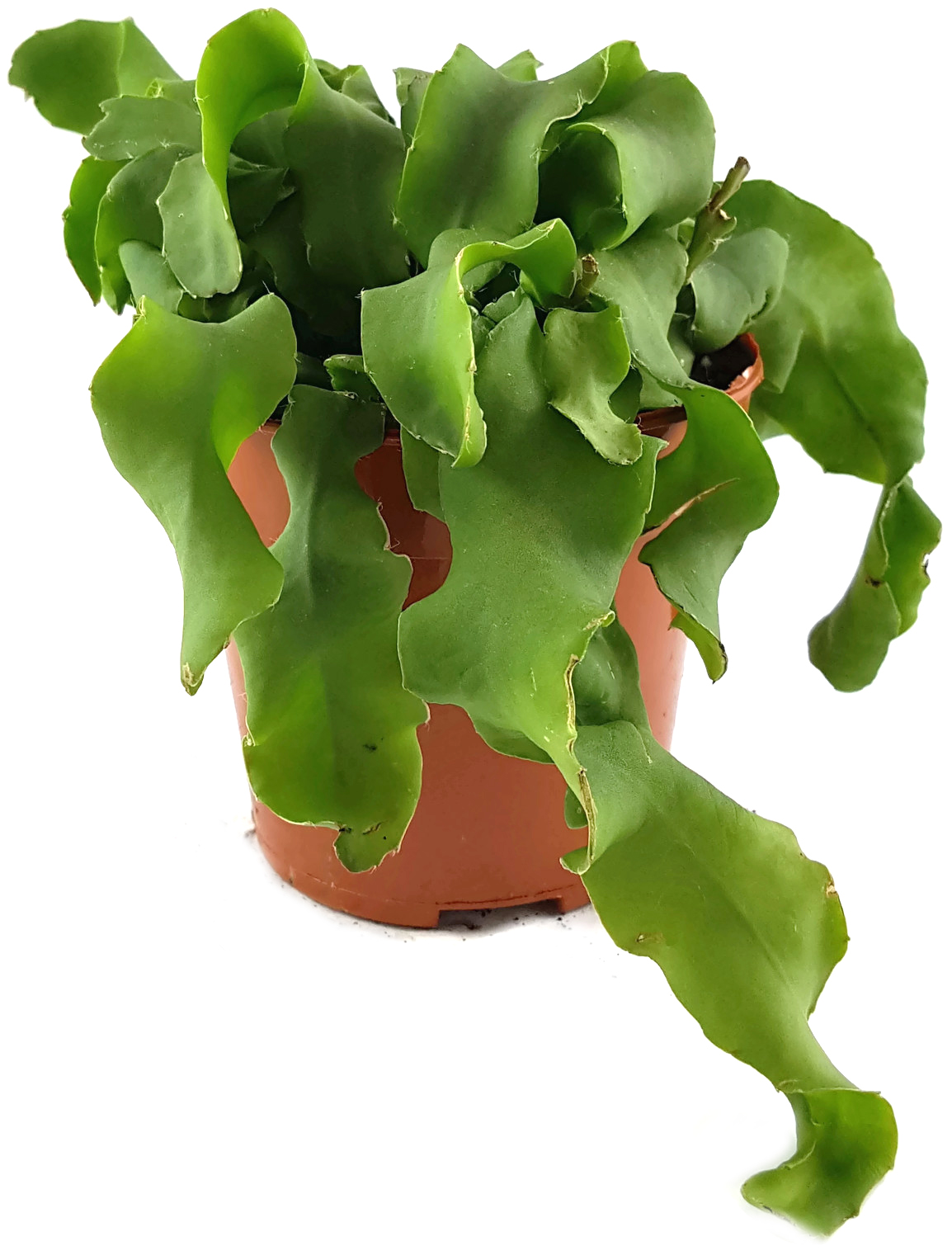 h/ängender Kaktus pflegeleichte Zimmerpflanze Schlumbergera Hybride Weihnachtskaktus mit wei/ß rosa Bl/üten Fangblatt
