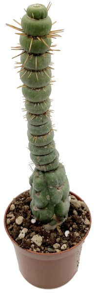 Eulychnia castanea cv. spiralis - stachelige Wendeltreppe