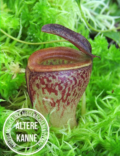 Nepenthes tenuis BE-4049
