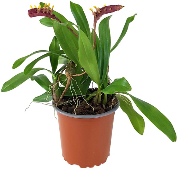 Bulbophyllum falcatum - Orchidee