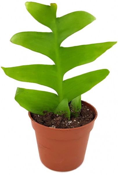 Selenicereus chrysocardium - seltener farnblättriger Kaktus