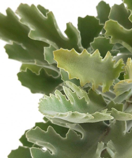 Crassula Kalanchoe beharnensis Dickblatt dickblattgewächs Zimmerpflanze zierpflanze pflegeleicht Dekoration interieur Pflanze