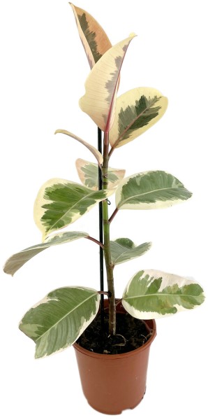 Ficus elastica 'Tineke' - panaschierter Gummibaum