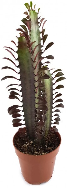 Euphorbia trigona f. rubra - Sukkulente