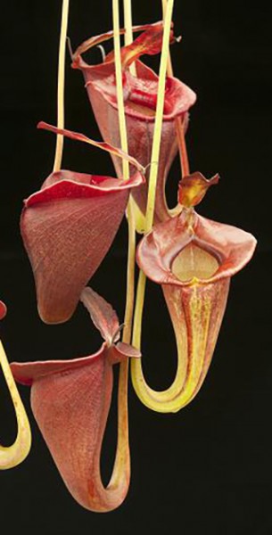 Nepenthes jacquelineae BE-3092