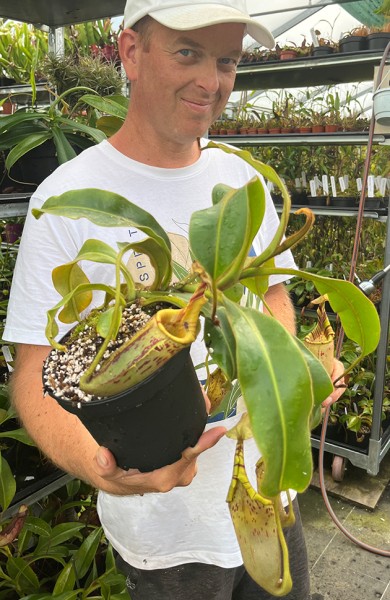 Nepenthes Hurreliana (Mollis) x Veitchii
