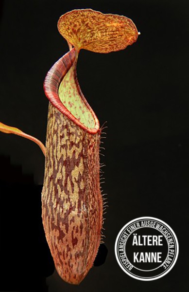 Nepenthes ramispina x spectabilis BE-3789