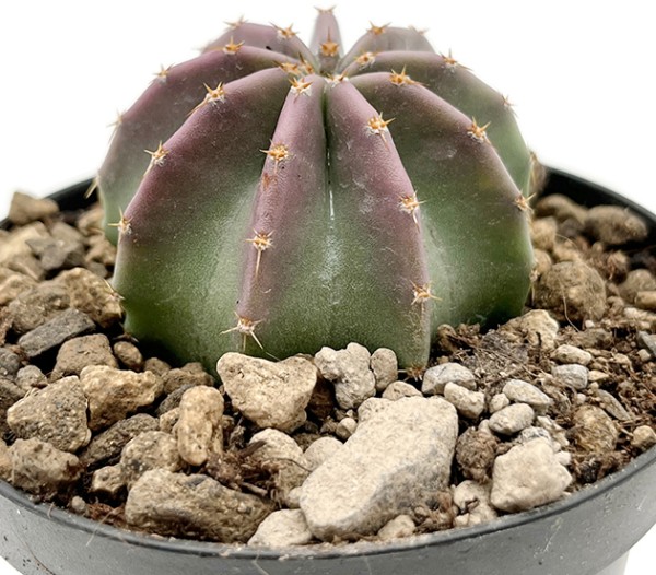Echinocereus subinermis - wenig bedornder Kaktus