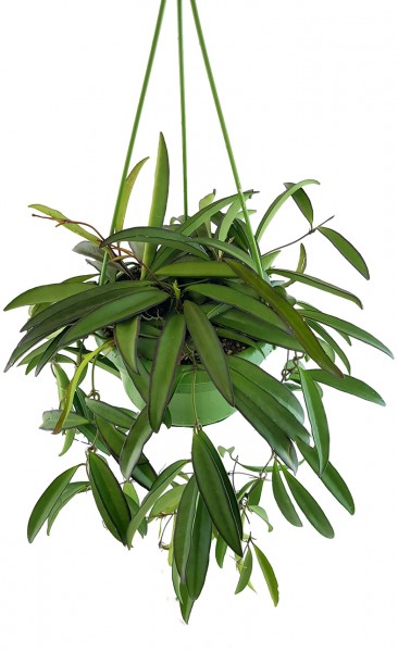 Wachsblume Hoya carnosa compacta Porzellanblume als hängende Ampelpflanze