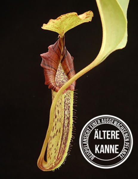 Nepenthes robcantleyi x platychila BE-4082