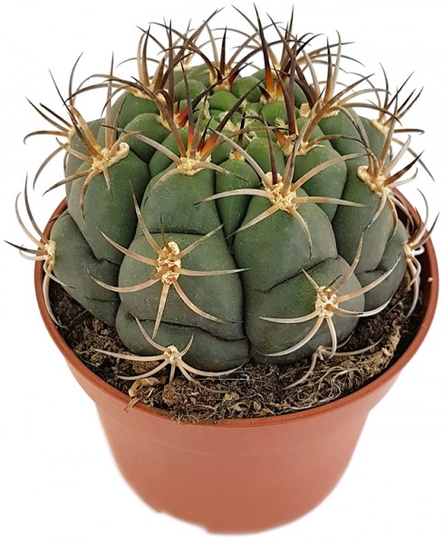 Gymnocalycium saglionis - breitkugeliger Kaktus