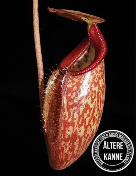 Nepenthes petiolata x talangensis BE-3762