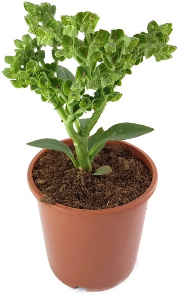 Monadenium echinulatum - Euphorbie