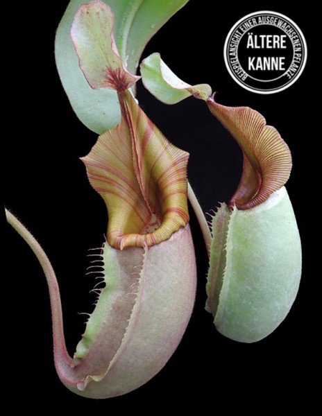 Nepenthes veitchii BE-4021