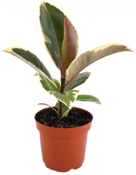 Ficus elastica 'Tineke' - panaschierter Gummibaum