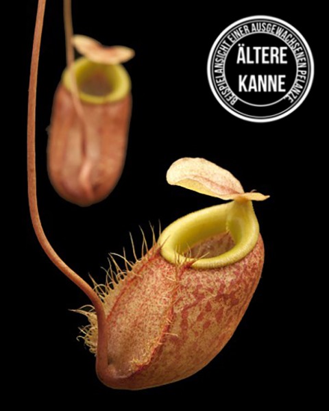 Nepenthes bellii BE-3026