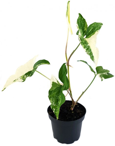 Syngonium 'podophyllum albo' variegata - grün-weiße Purpurtute