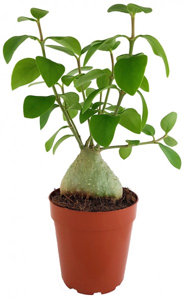 Hydnophytum papuanum - Ameisenpflanze