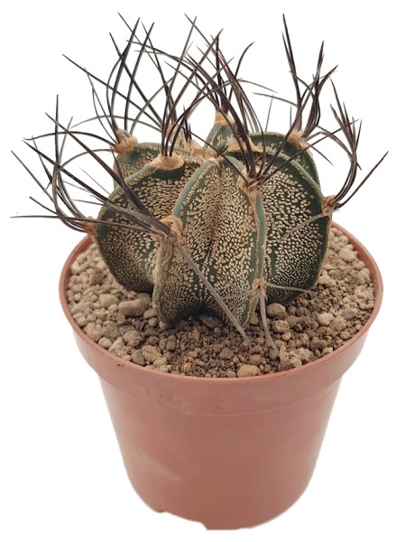 Astrophytum capricorne - Ziegenhorn-Kaktus