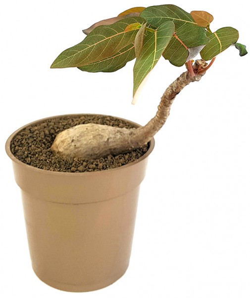 Phyllanthus mirabilis - seltene Caudexpflanze