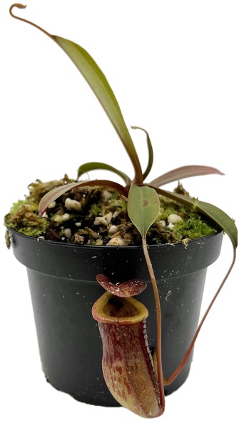 Nepenthes burkei x tenuis BE-4535