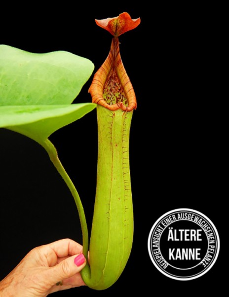 Nepenthes truncata BE-4001