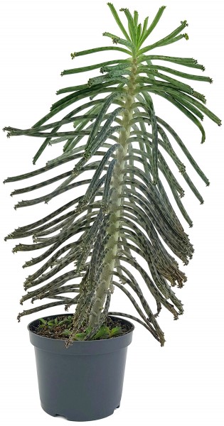Kalanchoe delagoensis - hingebungsvolles Brutblatt