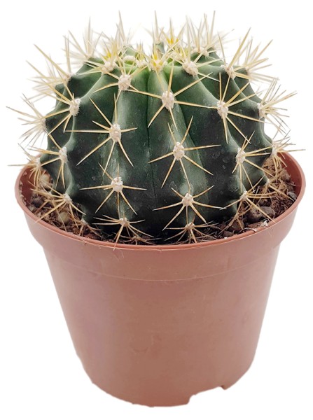 Ferocactus schwarzii - Kaktus